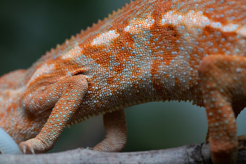 Ambilobe From "Kanety-loha" (AKA Marble Head) x "Frezy" (AKA Strawberry) - Hatched December 2025 - Female #1