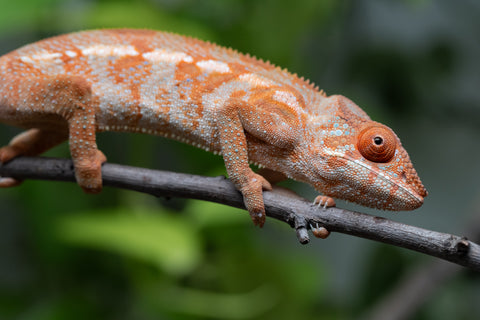 Ambilobe From "Kanety-loha" (AKA Marble Head) x "Frezy" (AKA Strawberry) - Hatched December 2025 - Female #1