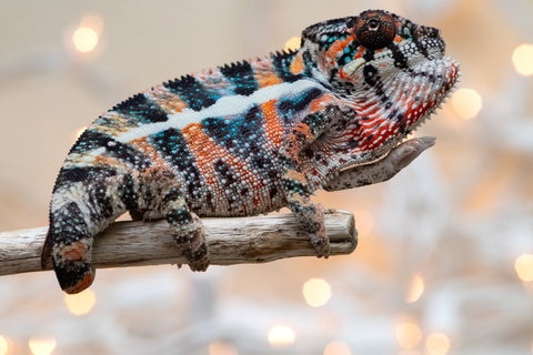 Holdbacks/Individuals: Ambilobe Offspring From "Kanety-loha" (AKA Marble Head) x "Frezy" (AKA Strawberry) - Hatched December 2025 - Male #1