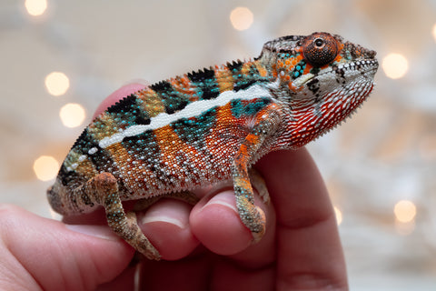 Holdbacks/Individuals: Ambilobe Offspring From "Kanety-loha" (AKA Marble Head) x "Frezy" (AKA Strawberry) - Hatched December 2025 - Male #2