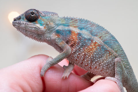 Holdbacks/Individuals: Ambilobe Offspring From "Kanety-loha" (AKA Marble Head) x "Frezy" (AKA Strawberry) - Hatched December 2025 - Male #3