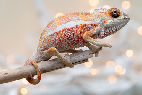Holdbacks/Individuals: Ambilobe Offspring From "Kanety-loha" (AKA Marble Head) x "Frezy" (AKA Strawberry) - Hatched December 2025 - Male #5