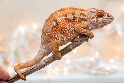 Holdbacks/Individuals: Ambilobe Offspring From "Kanety-loha" (AKA Marble Head) x "Raozy-rano" (AKA Rose Water) - Hatched October 2025 - Female #1