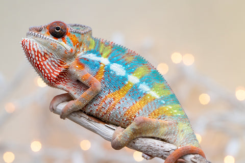 Holdbacks/Individuals: Ambilobe offspring from "Kanety-loha" (AKA Marble Head) x "Raozy-rano" (AKA Rose Water) - Hatched October 2025 - Male #1