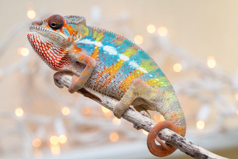 Holdbacks/Individuals: Ambilobe offspring from "Kanety-loha" (AKA Marble Head) x "Raozy-rano" (AKA Rose Water) - Hatched October 2025 - Male #1