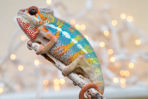 Holdbacks/Individuals: Ambilobe offspring from "Kanety-loha" (AKA Marble Head) x "Raozy-rano" (AKA Rose Water) - Hatched October 2025 - Male #1