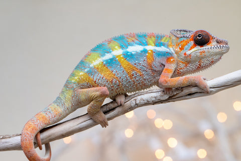 Holdbacks/Individuals: Ambilobe offspring from "Kanety-loha" (AKA Marble Head) x "Raozy-rano" (AKA Rose Water) - Hatched October 2025 - Male #1