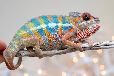 Holdbacks/Individuals: Ambilobe offspring from "Kanety-loha" (AKA Marble Head) x "Raozy-rano" (AKA Rose Water) - Hatched October 2025 - Male #1