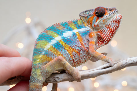 Holdbacks/Individuals: Ambilobe offspring from "Kanety-loha" (AKA Marble Head) x "Raozy-rano" (AKA Rose Water) - Hatched October 2025 - Male #1