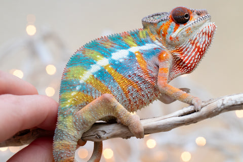 Holdbacks/Individuals: Ambilobe offspring from "Kanety-loha" (AKA Marble Head) x "Raozy-rano" (AKA Rose Water) - Hatched October 2025 - Male #1