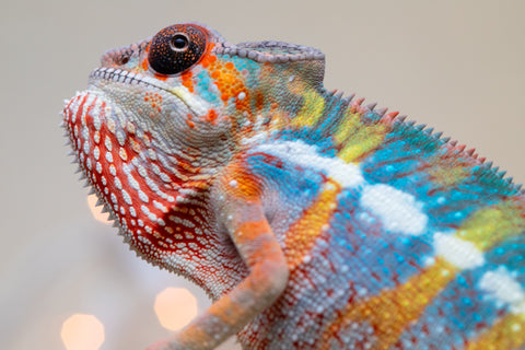 Holdbacks/Individuals: Ambilobe offspring from "Kanety-loha" (AKA Marble Head) x "Raozy-rano" (AKA Rose Water) - Hatched October 2025 - Male #1