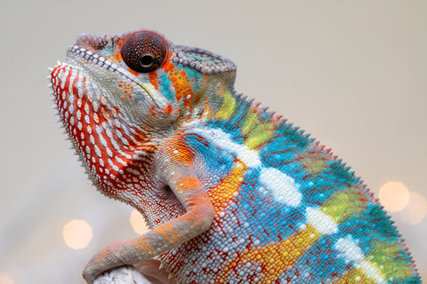 Holdbacks/Individuals: Ambilobe offspring from "Kanety-loha" (AKA Marble Head) x "Raozy-rano" (AKA Rose Water) - Hatched October 2025 - Male #1