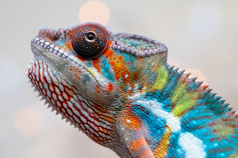 Holdbacks/Individuals: Ambilobe offspring from "Kanety-loha" (AKA Marble Head) x "Raozy-rano" (AKA Rose Water) - Hatched October 2025 - Male #1