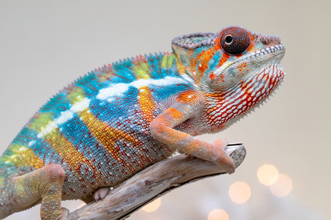 Holdbacks/Individuals: Ambilobe offspring from "Kanety-loha" (AKA Marble Head) x "Raozy-rano" (AKA Rose Water) - Hatched October 2025 - Male #1