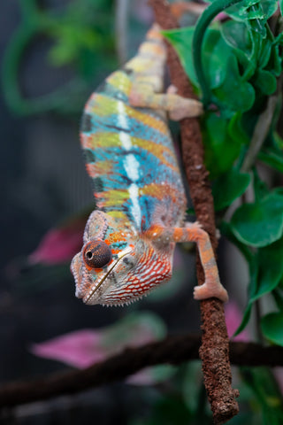 Holdbacks/Individuals: Ambilobe offspring from "Kanety-loha" (AKA Marble Head) x "Raozy-rano" (AKA Rose Water) - Hatched October 2025 - Male #1