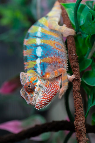 Holdbacks/Individuals: Ambilobe offspring from "Kanety-loha" (AKA Marble Head) x "Raozy-rano" (AKA Rose Water) - Hatched October 2025 - Male #1