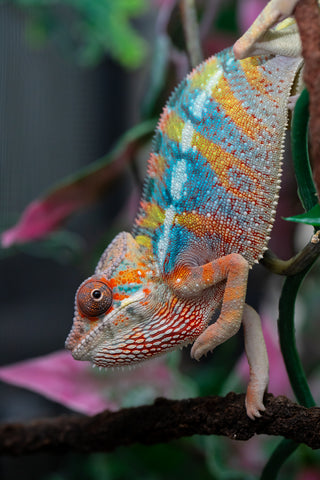 Holdbacks/Individuals: Ambilobe offspring from "Kanety-loha" (AKA Marble Head) x "Raozy-rano" (AKA Rose Water) - Hatched October 2025 - Male #1