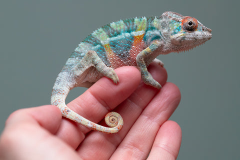 Holdbacks/Individuals: 3-Way Locale Cross group from "Kyanite" x "Pearl" - Hatched August 2025 - Male #1