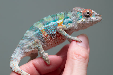 Holdbacks/Individuals: 3-Way Locale Cross group from "Kyanite" x "Pearl" - Hatched August 2025 - Male #1