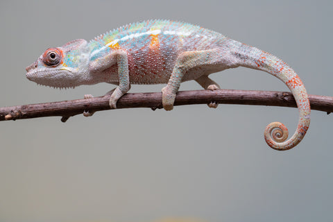 Holdbacks/Individuals: 3-Way Locale Cross group from "Kyanite" x "Pearl" - Hatched August 2025 - Male #1