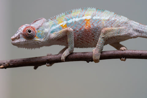 Holdbacks/Individuals: 3-Way Locale Cross group from "Kyanite" x "Pearl" - Hatched August 2025 - Male #1