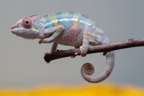 Holdbacks/Individuals: 3-Way Locale Cross group from "Kyanite" x "Pearl" - Hatched August 2025 - Male #1