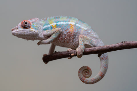 Holdbacks/Individuals: 3-Way Locale Cross group from "Kyanite" x "Pearl" - Hatched August 2025 - Male #1