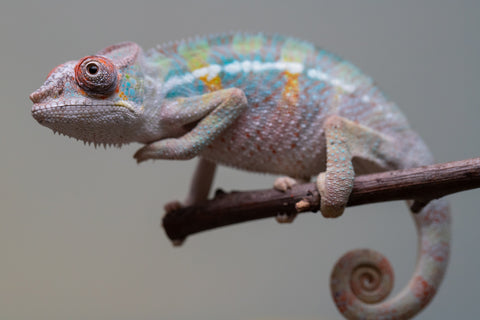 Holdbacks/Individuals: 3-Way Locale Cross group from "Kyanite" x "Pearl" - Hatched August 2025 - Male #1