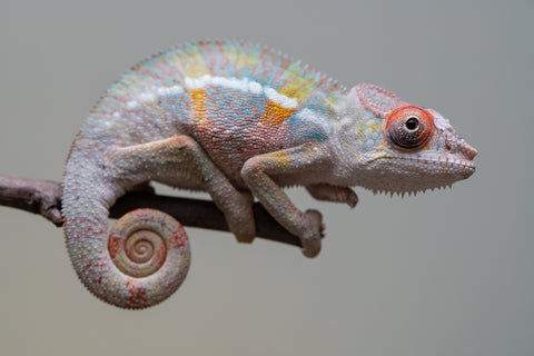 Holdbacks/Individuals: 3-Way Locale Cross group from "Kyanite" x "Pearl" - Hatched August 2025 - Male #1