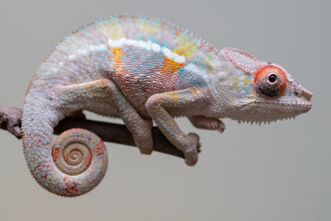 Holdbacks/Individuals: 3-Way Locale Cross group from "Kyanite" x "Pearl" - Hatched August 2025 - Male #1