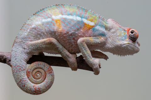 Holdbacks/Individuals: 3-Way Locale Cross group from "Kyanite" x "Pearl" - Hatched August 2025 - Male #1