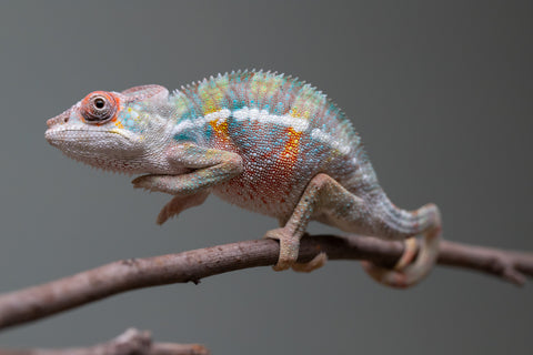 Holdbacks/Individuals: 3-Way Locale Cross group from "Kyanite" x "Pearl" - Hatched August 2025 - Male #1