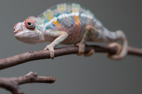 Holdbacks/Individuals: 3-Way Locale Cross group from "Kyanite" x "Pearl" - Hatched August 2025 - Male #1