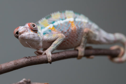 Holdbacks/Individuals: 3-Way Locale Cross group from "Kyanite" x "Pearl" - Hatched August 2025 - Male #1