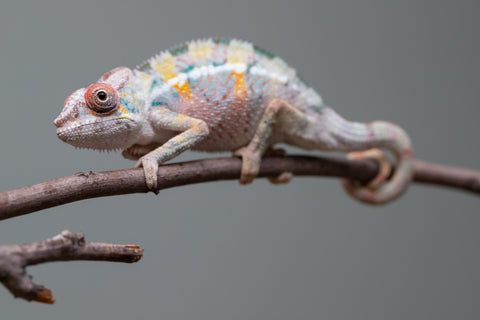 Holdbacks/Individuals: 3-Way Locale Cross group from "Kyanite" x "Pearl" - Hatched August 2025 - Male #1