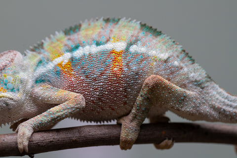 Holdbacks/Individuals: 3-Way Locale Cross group from "Kyanite" x "Pearl" - Hatched August 2025 - Male #1