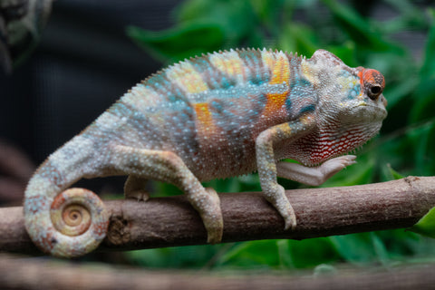 Holdbacks/Individuals: 3-Way Locale Cross group from "Kyanite" x "Pearl" - Hatched August 2025 - Male #1