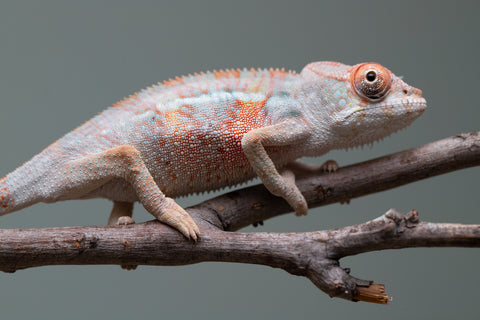 Holdbacks/Individuals: 3-Way Locale Cross group from "Kyanite" x "Pearl" - Hatched August 2025 - Male #1