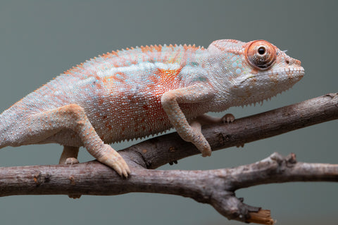 Holdbacks/Individuals: 3-Way Locale Cross group from "Kyanite" x "Pearl" - Hatched August 2025 - Male #1