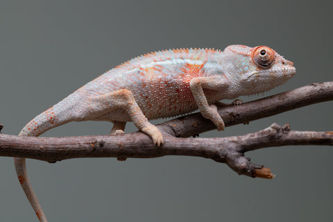 Holdbacks/Individuals: 3-Way Locale Cross group from "Kyanite" x "Pearl" - Hatched August 2025 - Male #1