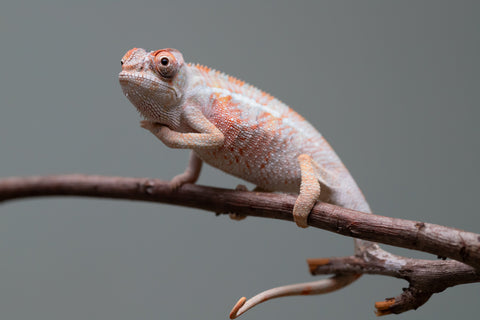 Holdbacks/Individuals: 3-Way Locale Cross group from "Kyanite" x "Pearl" - Hatched August 2025 - Male #1