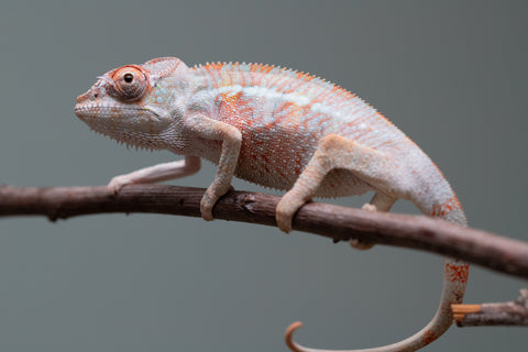 Holdbacks/Individuals: 3-Way Locale Cross group from "Kyanite" x "Pearl" - Hatched August 2025 - Male #1