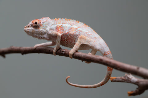 Holdbacks/Individuals: 3-Way Locale Cross group from "Kyanite" x "Pearl" - Hatched August 2025 - Male #1