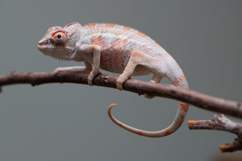 Holdbacks/Individuals: 3-Way Locale Cross group from "Kyanite" x "Pearl" - Hatched August 2025 - Male #1