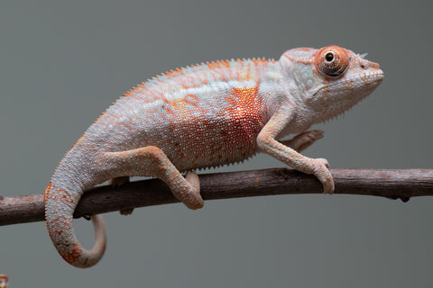 Holdbacks/Individuals: 3-Way Locale Cross group from "Kyanite" x "Pearl" - Hatched August 2025 - Male #1