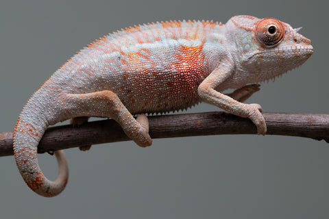 Holdbacks/Individuals: 3-Way Locale Cross group from "Kyanite" x "Pearl" - Hatched August 2025 - Male #1