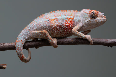 Holdbacks/Individuals: 3-Way Locale Cross group from "Kyanite" x "Pearl" - Hatched August 2025 - Male #1