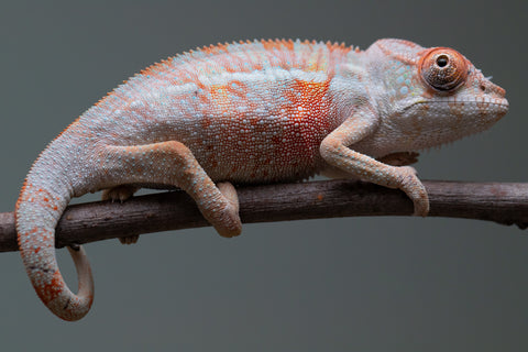 Holdbacks/Individuals: 3-Way Locale Cross group from "Kyanite" x "Pearl" - Hatched August 2025 - Male #1