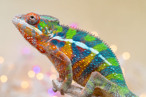 Holdbacks/Individuals: 3-Way Locale Cross group from "Kyanite" x "Pearl" - Hatched August 2025 - Male #2 (B-Grade)