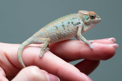Nosy Be From "Kyanite" x "Yor Forger" - Hatched July - August 2026 - Female #1